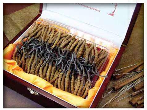 科尔沁冬虫夏草回收